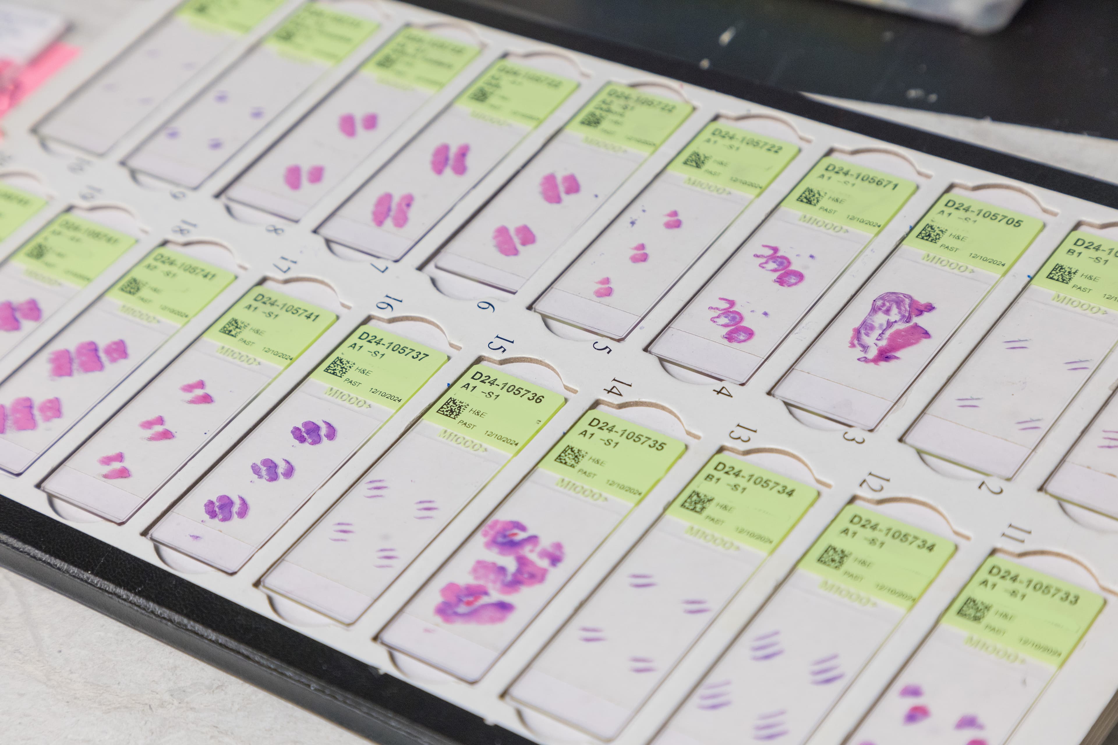 PANC - Lab Photo 3